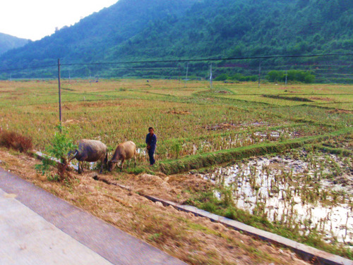 A Chinese man and his water buffalo.